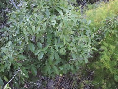 Vepris reflexa, photographed by rosshawkins
