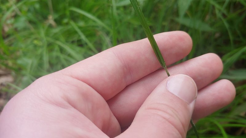 Carex pallescens, photographed by Ryan Sorrells