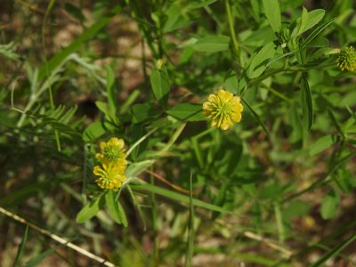 Trifolium aureum, photographed by Erik Schiff