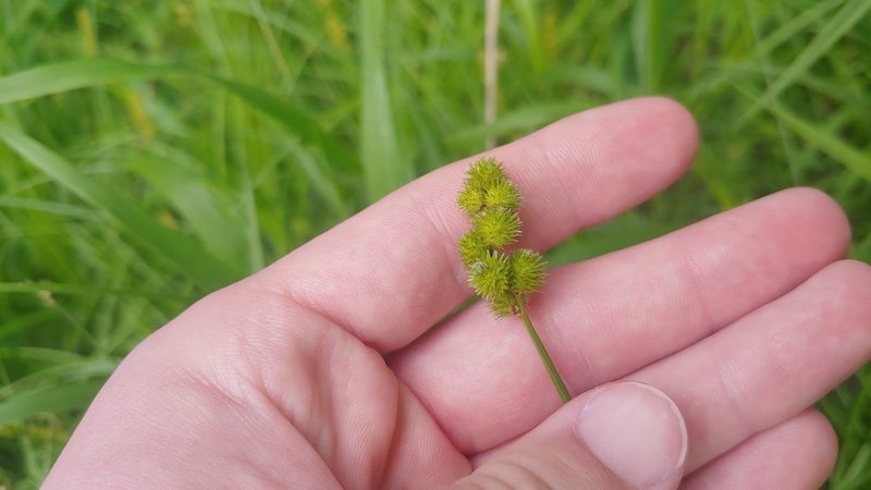Carex cristatella, photographed by Ryan Sorrells