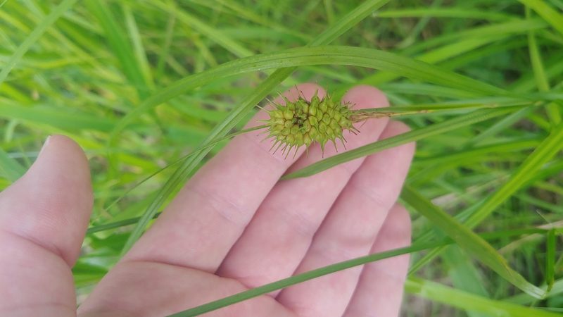 Carex squarrosa, photographed by Ryan Sorrells