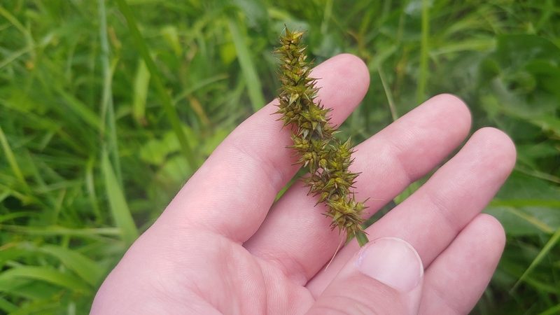 Carex stipata, photographed by Ryan Sorrells