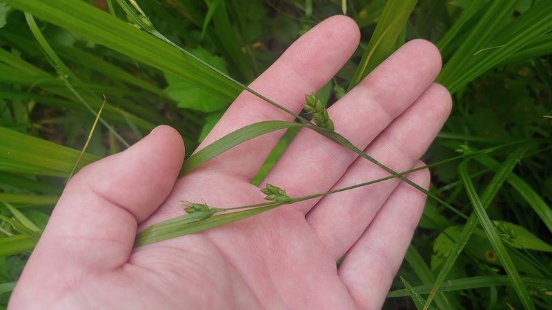 Carex grisea, photographed by Ryan Sorrells