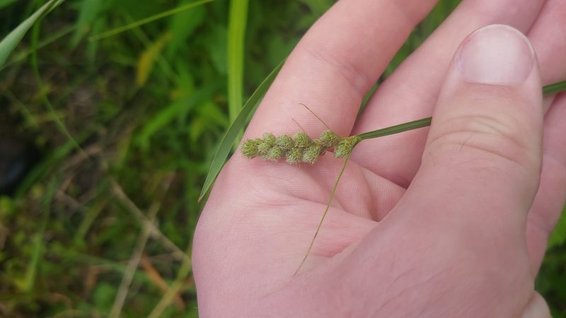 Carex tribuloides, photographed by Ryan Sorrells