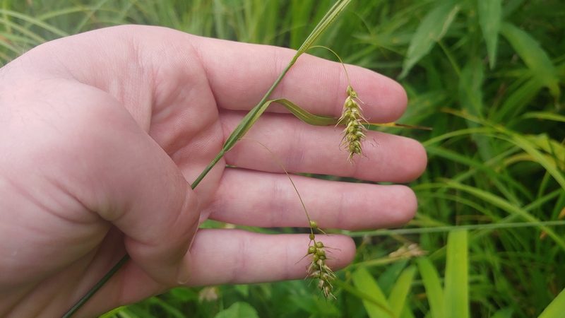 Carex sprengelii, photographed by Ryan Sorrells