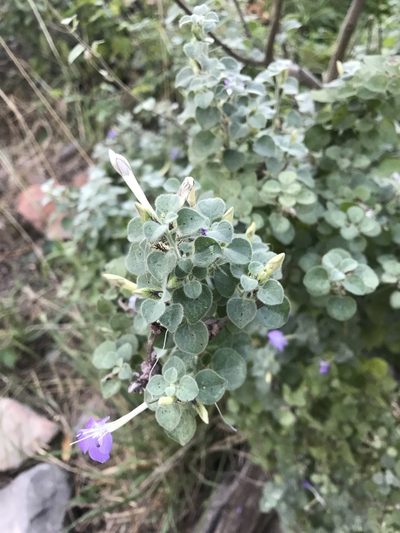 Barleria heterotricha, photographed by rosshawkins
