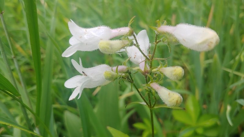 Penstemon calycosus, photographed by Ryan Sorrells