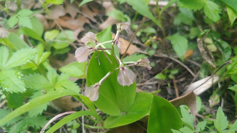 Liparis liliifolia, photographed by Ryan Sorrells