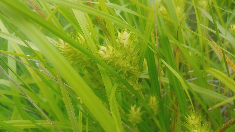 Carex lupulina, photographed by Ryan Sorrells