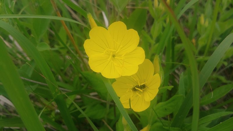 Oenothera pilosella, photographed by Ryan Sorrells