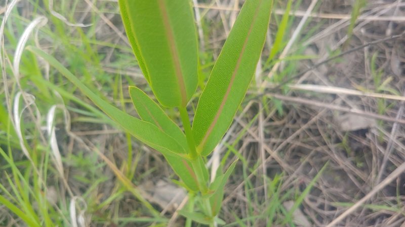 Asclepias sullivantii, photographed by Ryan Sorrells