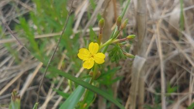 Oenothera perennis, photographed by Ryan Sorrells