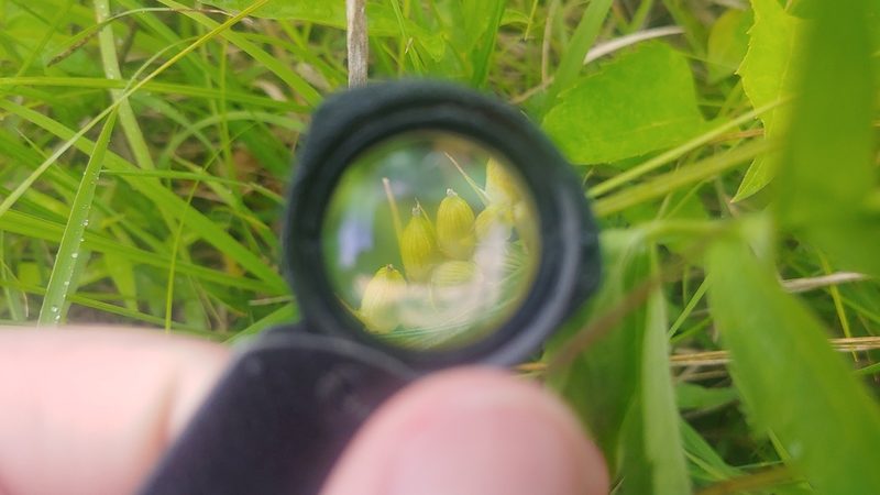 Carex conoidea, photographed by Ryan Sorrells
