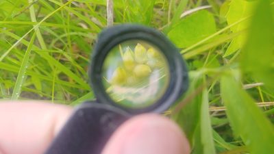 Carex conoidea, photographed by Ryan Sorrells