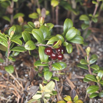 Vaccinium vitis-idaea, photographed by Ilkka Tuunainen