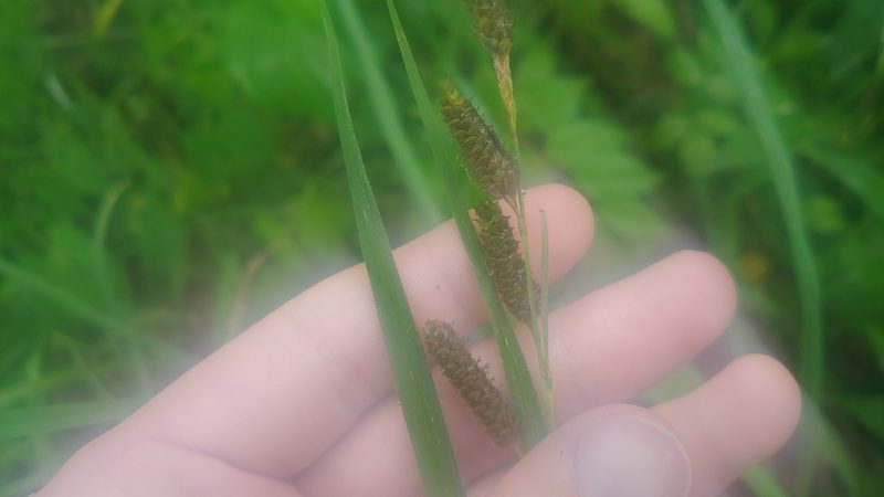 Carex shortiana, photographed by Ryan Sorrells