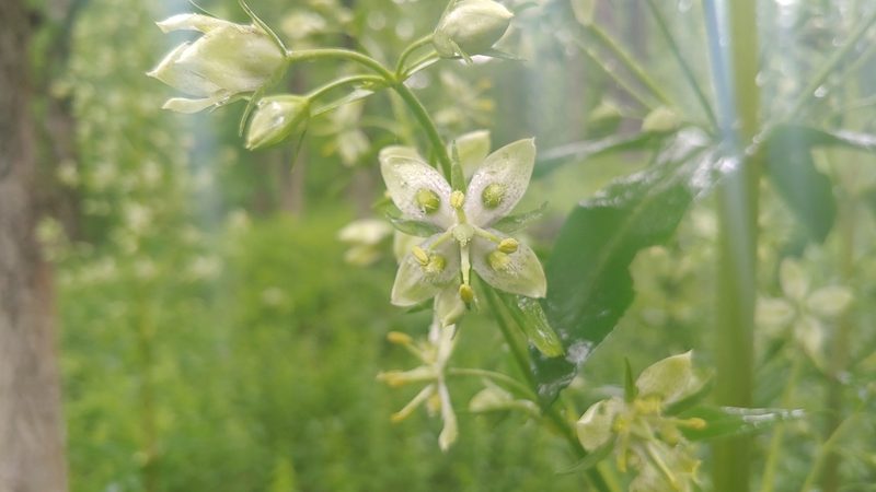 Frasera caroliniensis, photographed by Ryan Sorrells