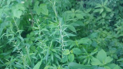 Elymus hystrix, photographed by Ryan Sorrells