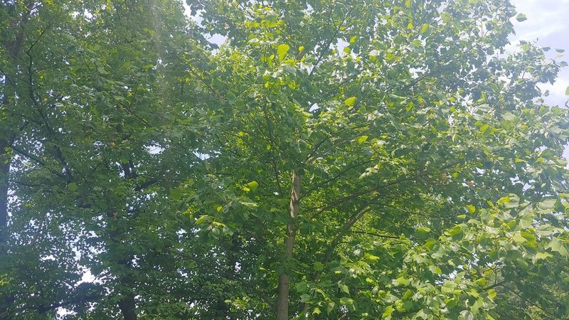 Liriodendron tulipifera, photographed by Ryan Sorrells
