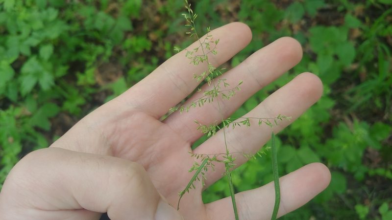 Poa trivialis, photographed by Ryan Sorrells