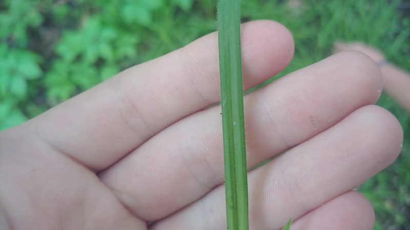 Carex hirtifolia, photographed by Ryan Sorrells