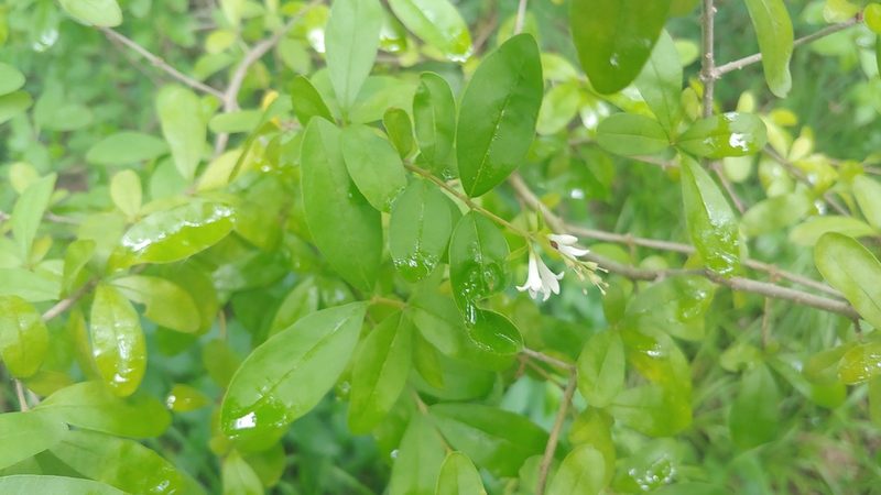 Ligustrum obtusifolium, photographed by Ryan Sorrells