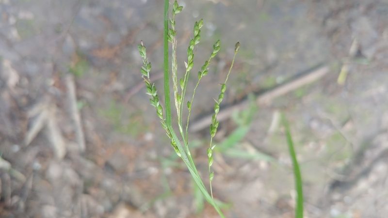 Carex gracillima, photographed by Ryan Sorrells