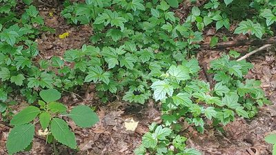 Viburnum opulus, photographed by Ryan Sorrells