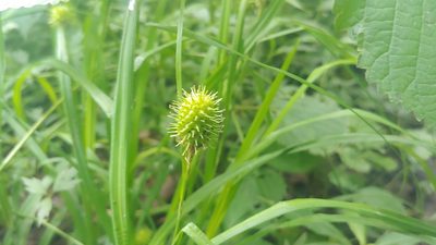Carex squarrosa, photographed by Ryan Sorrells
