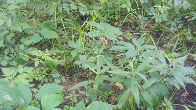 Poa sylvestris, photographed by Ryan Sorrells