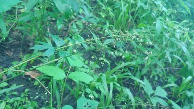 Poa sylvestris, photographed by Ryan Sorrells