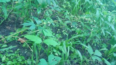 Poa sylvestris, photographed by Ryan Sorrells