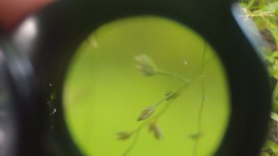Poa sylvestris, photographed by Ryan Sorrells
