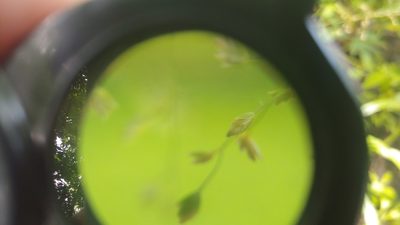 Poa sylvestris, photographed by Ryan Sorrells