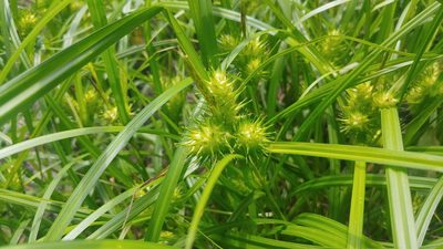 Carex lupulina, photographed by Ryan Sorrells