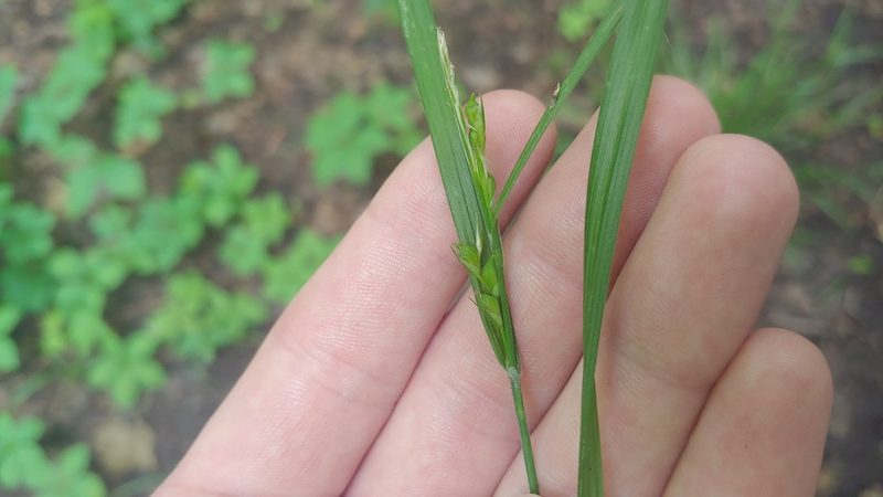 Carex hitchcockiana, photographed by Ryan Sorrells
