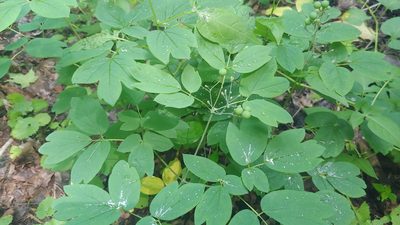 Caulophyllum thalictroides