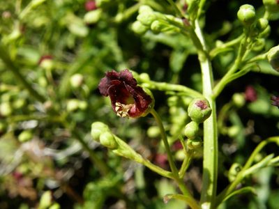 Scrophularia glabrata, photographed by Rafael Medina