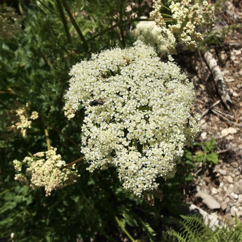 Ligusticum porteri, photographed by Sue Carnahan