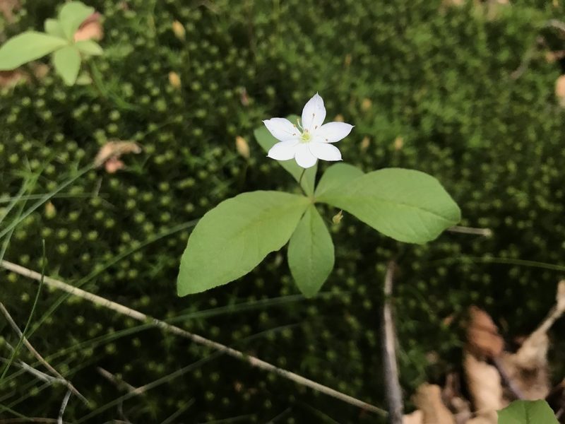 Lysimachia europaea, photographed by Lucian Vazquez