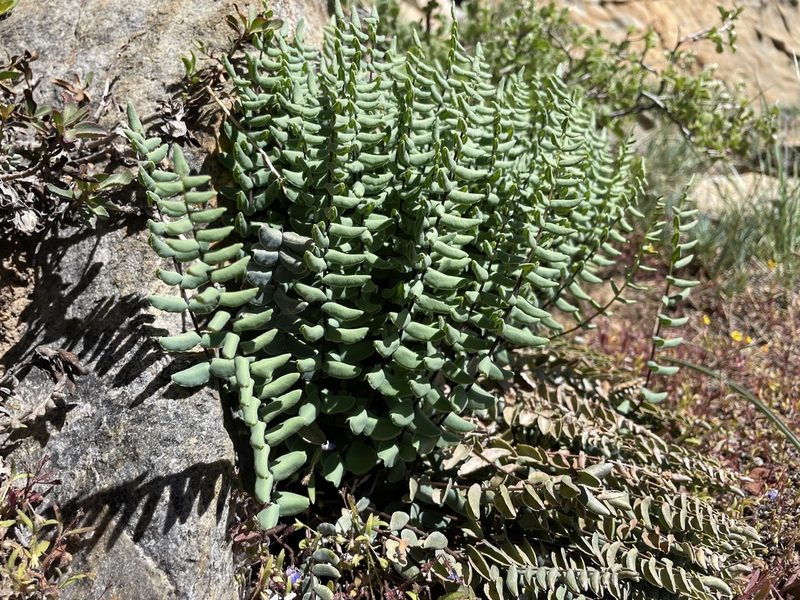 Pellaea bridgesii, photographed by Mike Heine