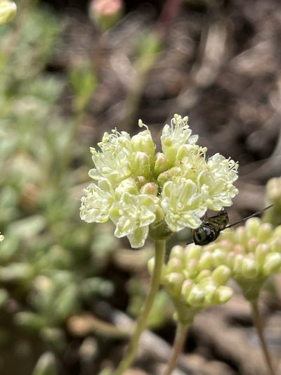 Eriogonum twisselmannii, photographed by Mike Heine