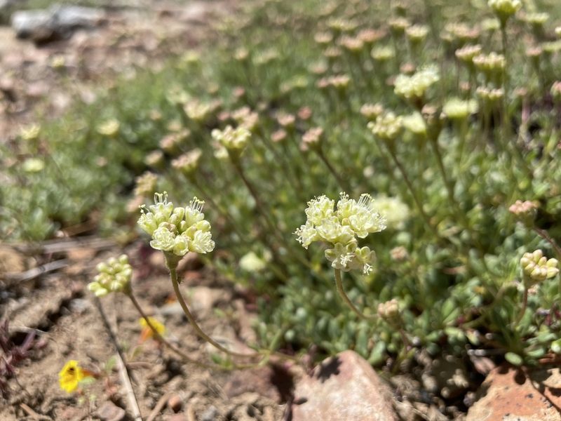 Eriogonum twisselmannii, photographed by Mike Heine