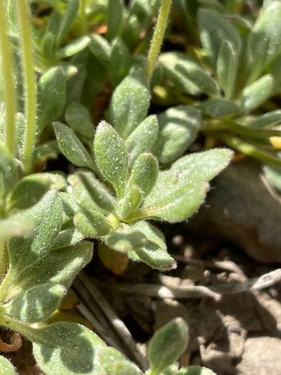Eriogonum twisselmannii, photographed by Mike Heine