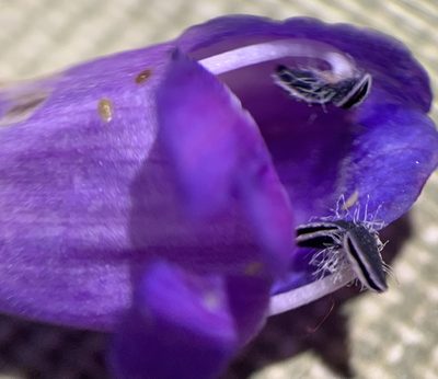 Penstemon strictus