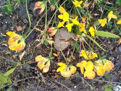 Lotus corniculatus, photographed by corcan