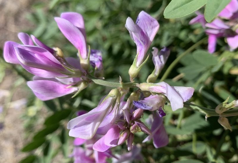 Hedysarum boreale, photographed by mark-groeneveld