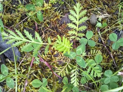 Tanacetum vulgare