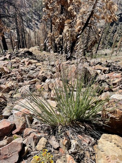 Melica stricta, photographed by Mike Heine