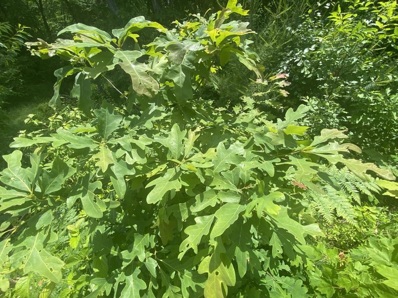 Quercus alba, photographed by Jack Forrester